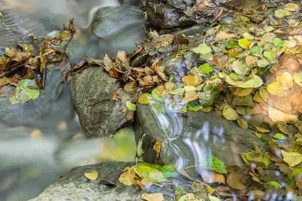 Детали букового леса осенью — стоковое фото