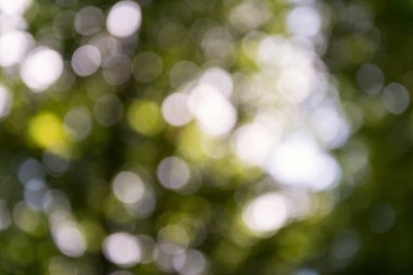 Odaklanamayan orman ışıkları