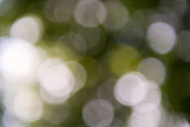 Odaklanamayan orman ışıkları