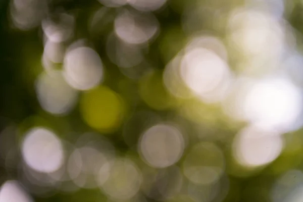 Defocused forest lights — Stock Photo, Image