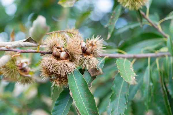 Kastanien im Herbst — Stockfoto