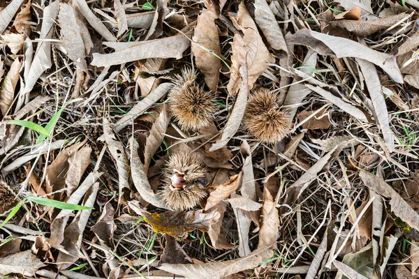 Chestnuts in autumn — Stock Photo, Image