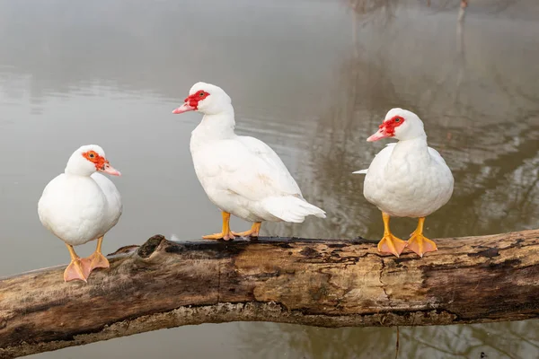 Cairina moschata, também chamada de chalupa — Fotografia de Stock