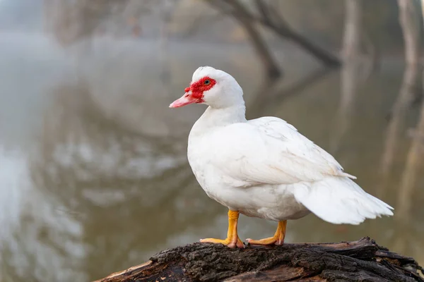 Cairina moschata, ook wel ñuñuma genoemd — Stockfoto