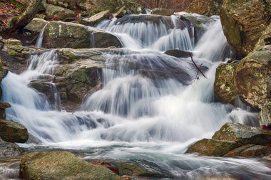 Kışın kayın ormanında bir nehir.