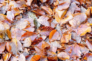 Ormanda düşen yapraklar