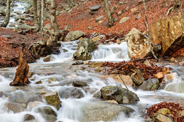 Rzeka w bukowym lesie zimą — Zdjęcie stockowe