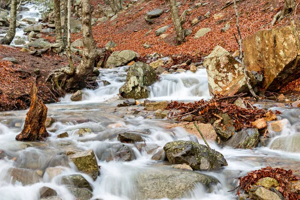 Flod i bokskog på vintern — Stockfoto