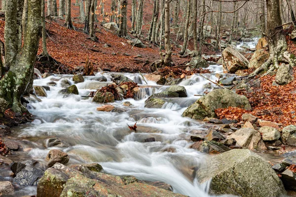 Flod i bokskog på vintern — Stockfoto