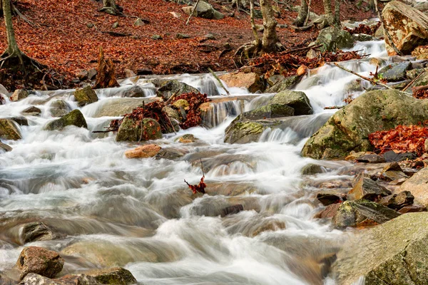 Rzeka w bukowym lesie zimą — Zdjęcie stockowe