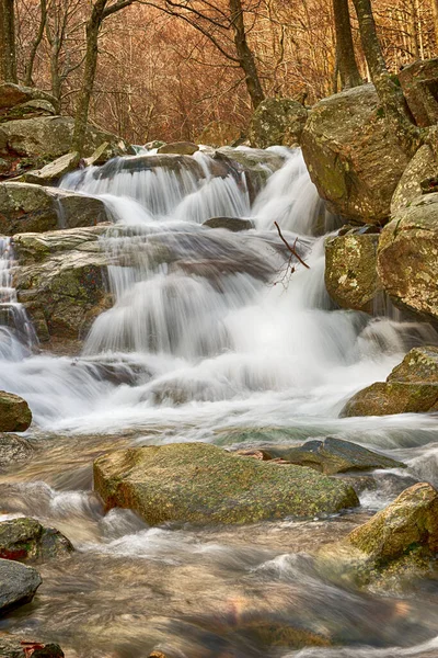 Rio em uma floresta de faia no inverno — Fotografia de Stock