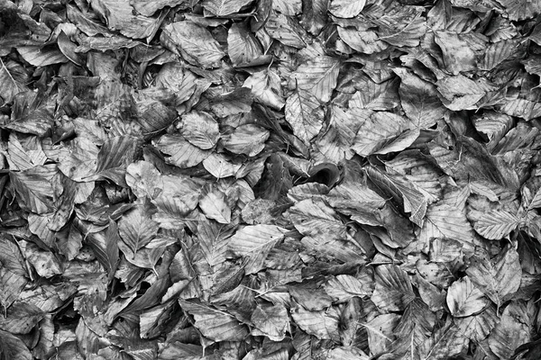 Folhas caídas em uma floresta — Fotografia de Stock