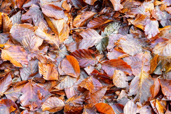 Gevallen bladeren in een bos — Stockfoto