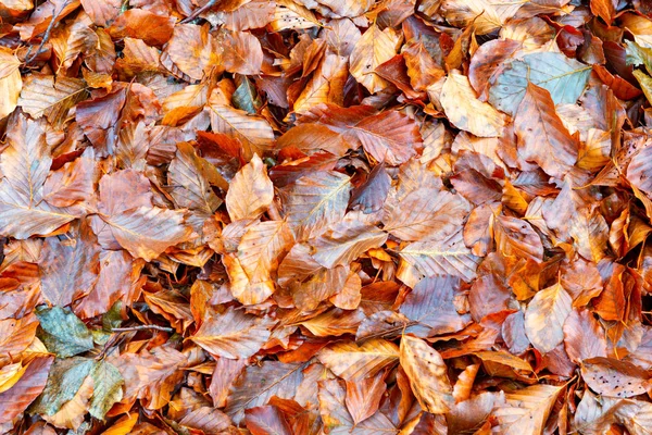 Umgestürzte Blätter im Wald — Stockfoto