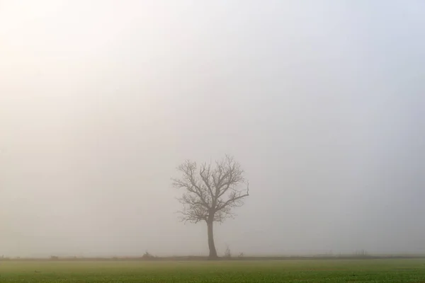 Alba Campo Con Nebbia Albero — Foto Stock