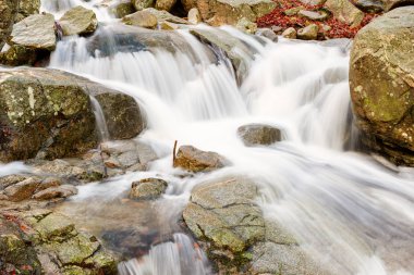 Kışın kayın ormanında bir nehir.
