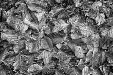 Ormanda düşen yapraklar