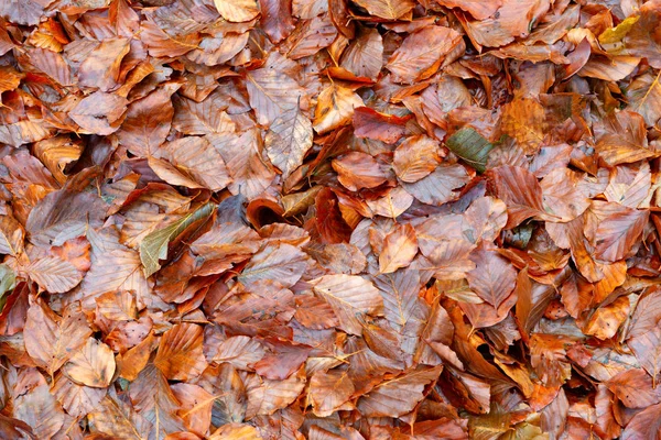 Umgestürzte Blätter im Wald — Stockfoto