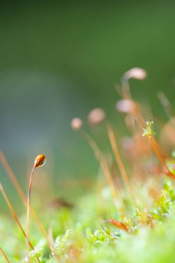 Bir spor dalının ayrıntıları