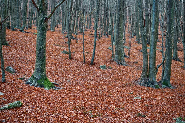 Detalles de un bosque de hayas en otoño — Foto de Stock