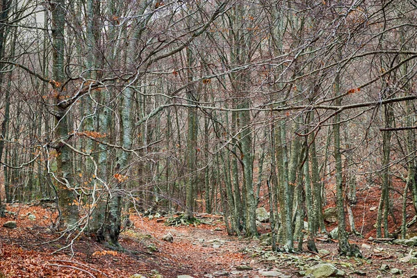 Detaljer om bokskog på hösten — Stockfoto