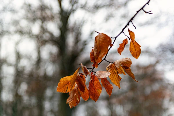 Detalles de un bosque de hayas en otoño — Foto de Stock