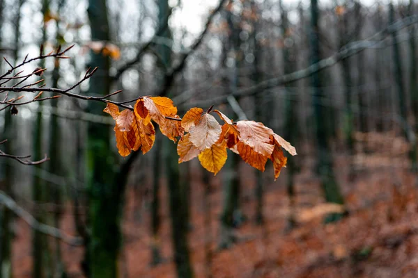 Podrobnosti o bukovém lese na podzim — Stock fotografie