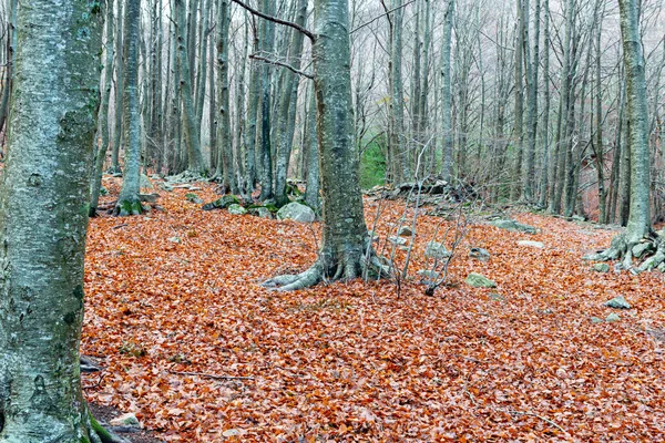 Sonbaharda bir kayın ormanının detayları — Stok fotoğraf