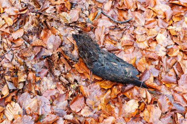 Ormanda düşen yapraklar