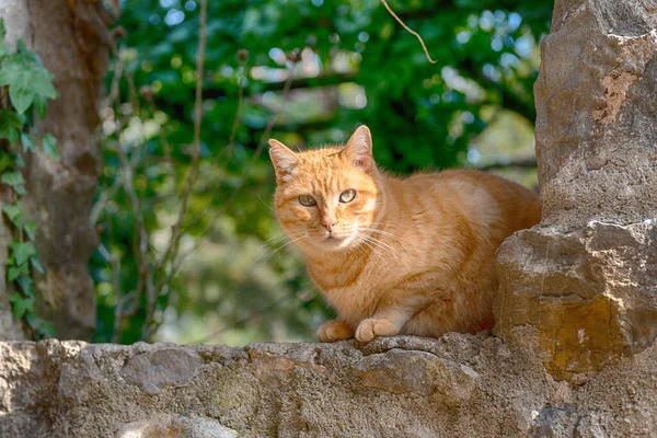 Orange Stray Cat Watching People — Stock Photo, Image