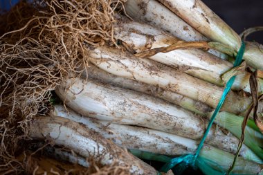 Izgara taze soğan katalan calots denir geleneksel Katalonya yemeği - İspanya