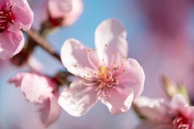 İlkbaharda meyve ağacı çiçekleri