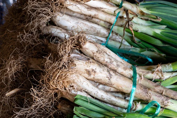 Cebollas Tiernas Parrilla Calots Catalanes Comida Tradicional Cataluña España — Foto de Stock