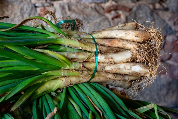 Cipolle Tenere Grigliate Chiamate Calot Catalane Cibo Tradizionale Della Catalogna — Foto Stock