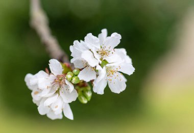 İlkbaharda meyve ağacı çiçekleri