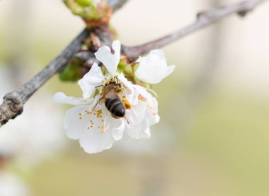 İlkbaharda meyve ağacı çiçekleri