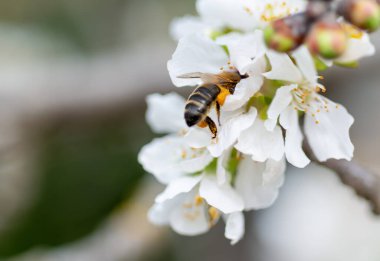 İlkbaharda meyve ağacı çiçekleri