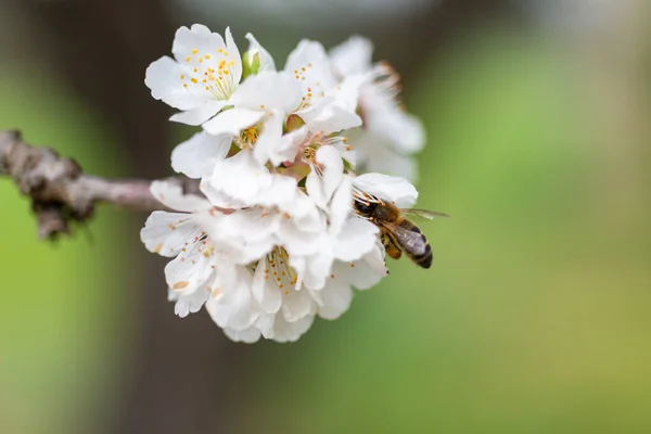 Obstbaumblüten Frühling — Stockfoto