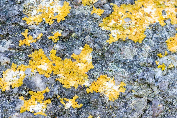 Detail Wall Fungi Caused Humidity — Stock Photo, Image