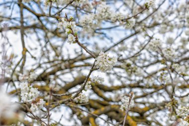 İlkbaharda kiraz çiçeklerinin detaylarını içeren özel bir arka plan.
