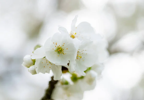 Special Backgrounds Details Cherry Blossoms Spring — Stock Photo, Image