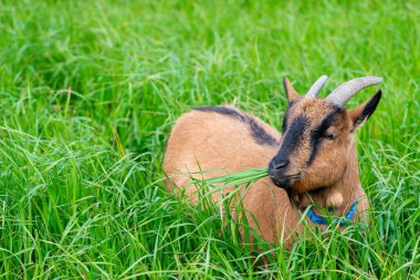 Tarlada otlayan keçilerin detayları.