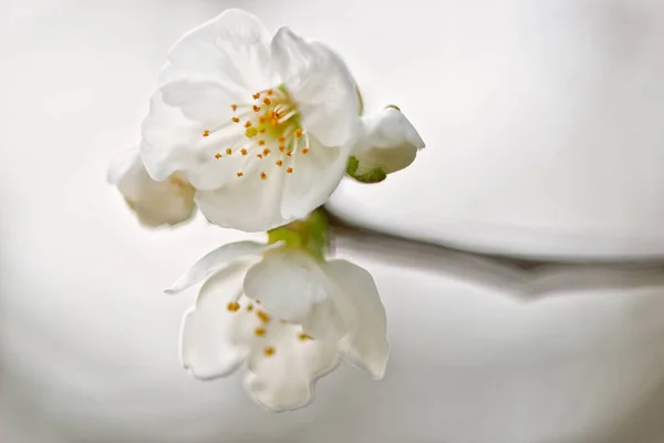 Special Backgrounds Details Cherry Blossoms Spring — Stock Photo, Image