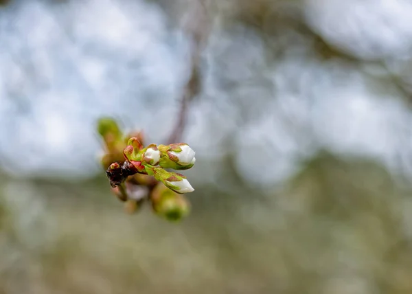 Fundos Especiais Com Detalhes Flores Cereja Primavera — Fotografia de Stock