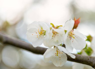 İlkbaharda kiraz çiçeklerinin detaylarını içeren özel bir arka plan.