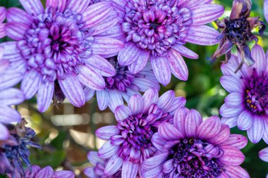 İlkbaharda meyve ağacı çiçekleri