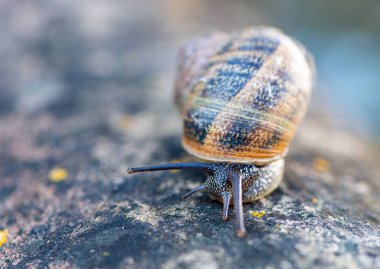 Bir salyangozun makro ayrıntıları