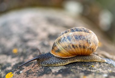 Bir salyangozun makro ayrıntıları