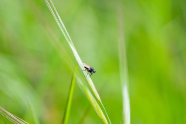 Tipik bahar çiçekleri ve böceklerinin ayrıntıları