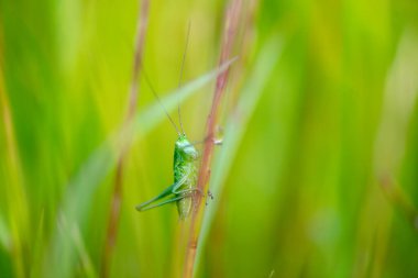 Tipik bahar çiçekleri ve böceklerinin ayrıntıları
